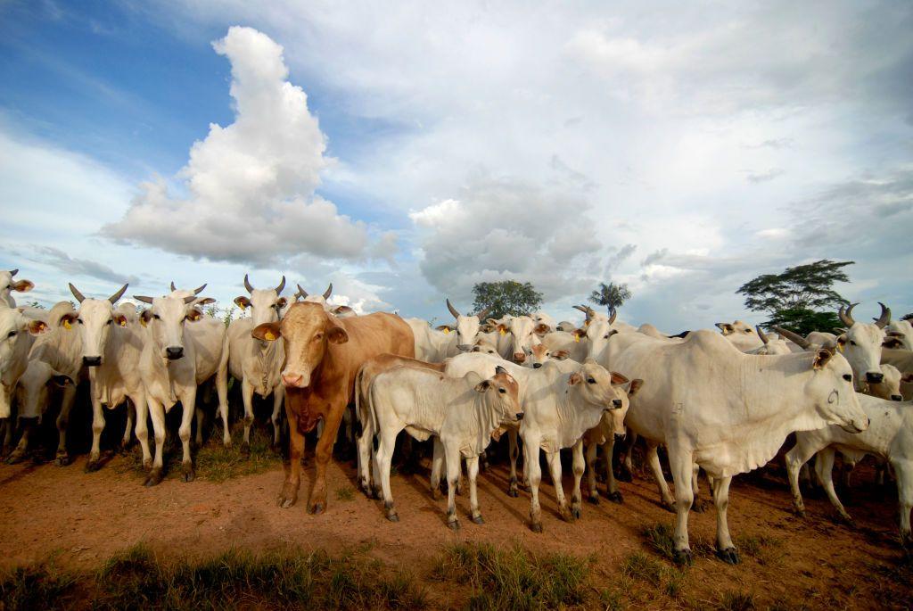 Ganado vacuno en la granja Zenith III, cerca de Alta Floresta, Brasil, en 2007, cuando JBS SA era el mayor productor de carne de América Latina y estaba por convertirse en el mayor del mundo. 