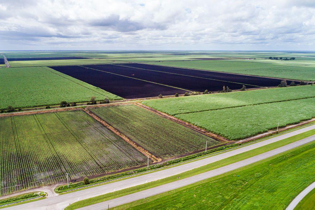 Plantaciones de caña en Florida