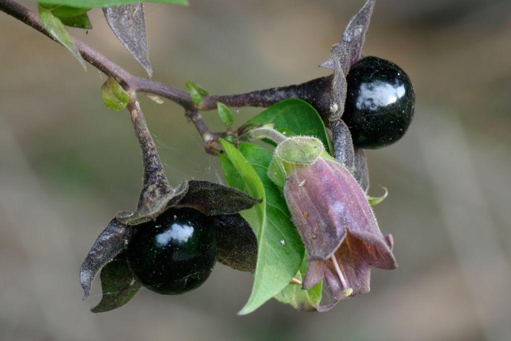 Flor morada y frutos redondos negros.