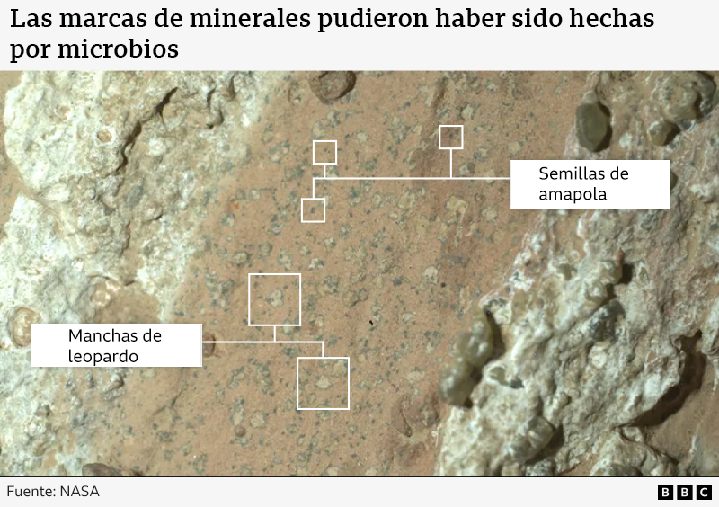 Gráfico que muestra una vista de cerca de las rocas de Marte, y los nombres de las manchas de leopardo y semillas de amapola.