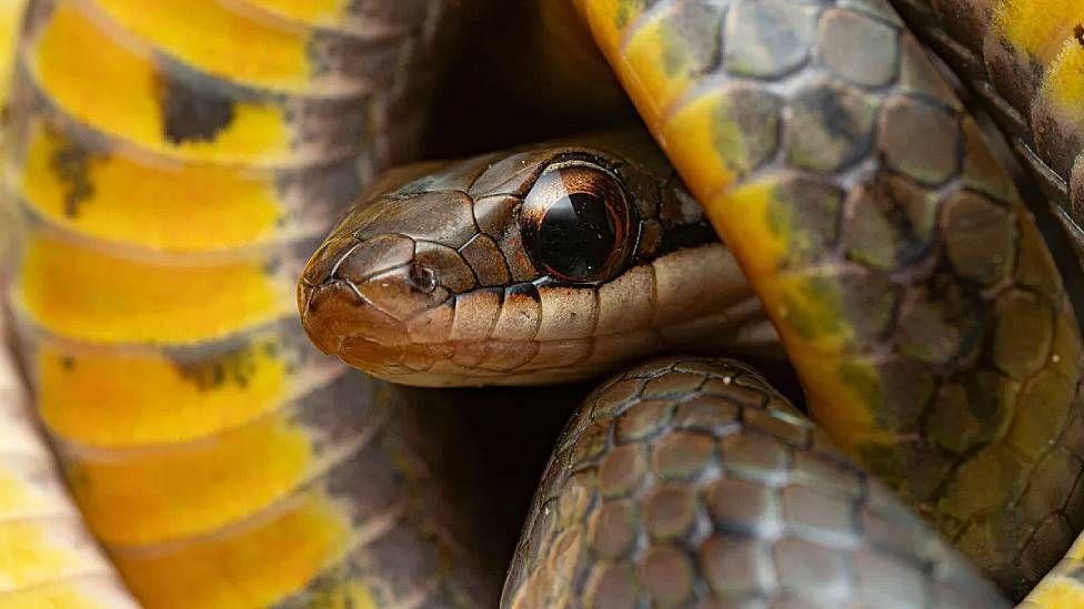Una culebra terrestre real amarilla