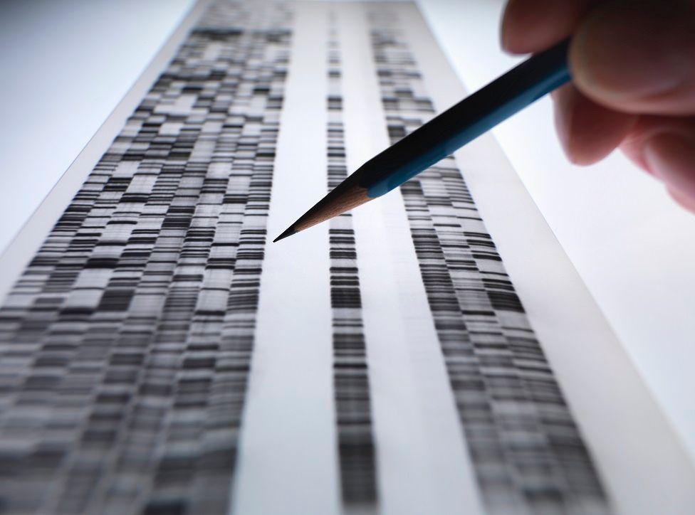 Un científico con un lápiz observa un gel de ADN utilizado en estudios de genética