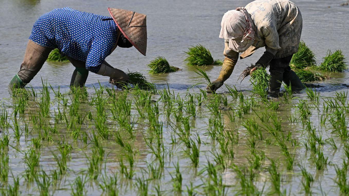 兩名農民在印尼蘭巴羅的稻田裡插秧