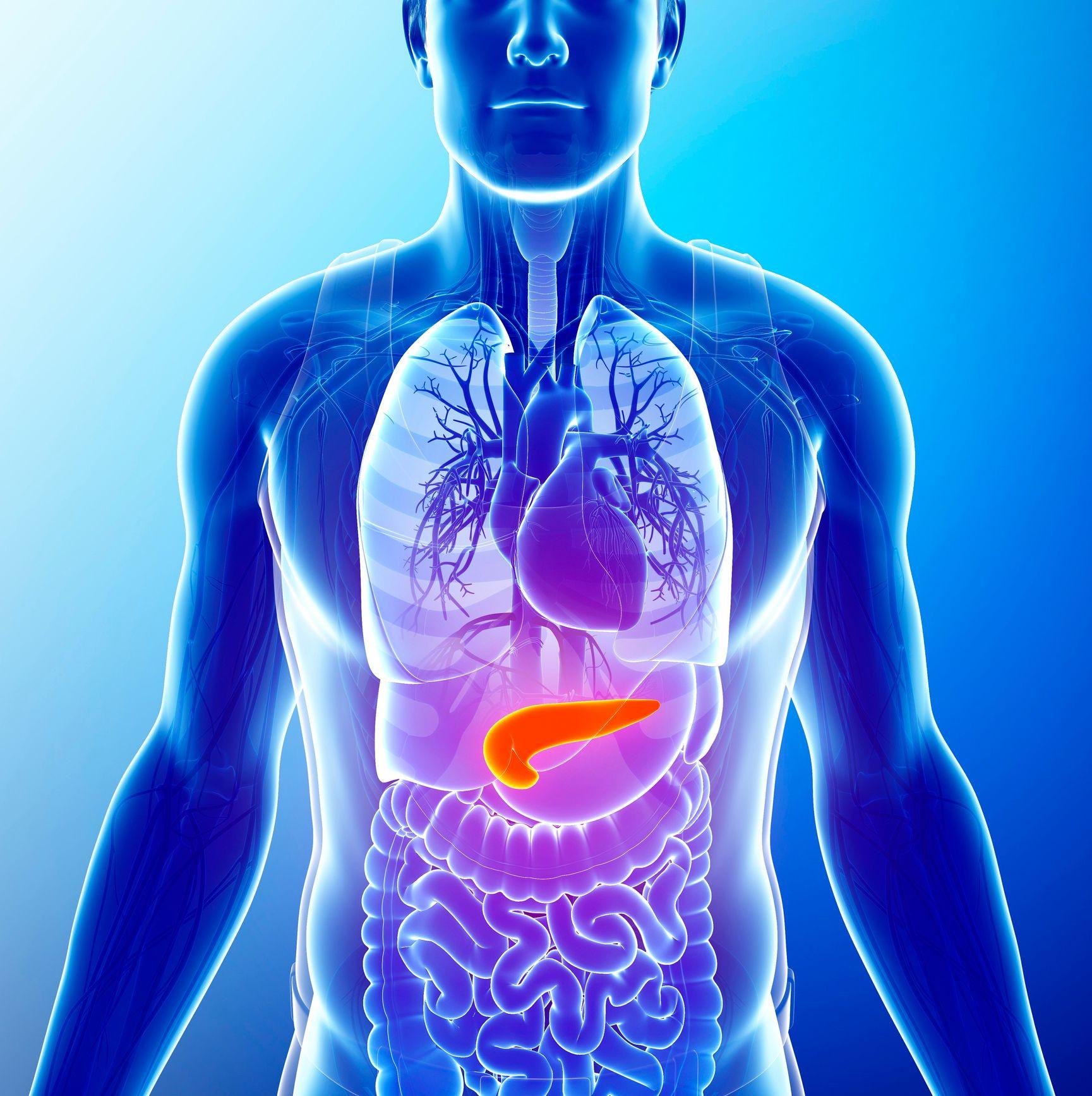 صورة لجسم بشري يظهر فيها البنكرياس باللون الأحمر.