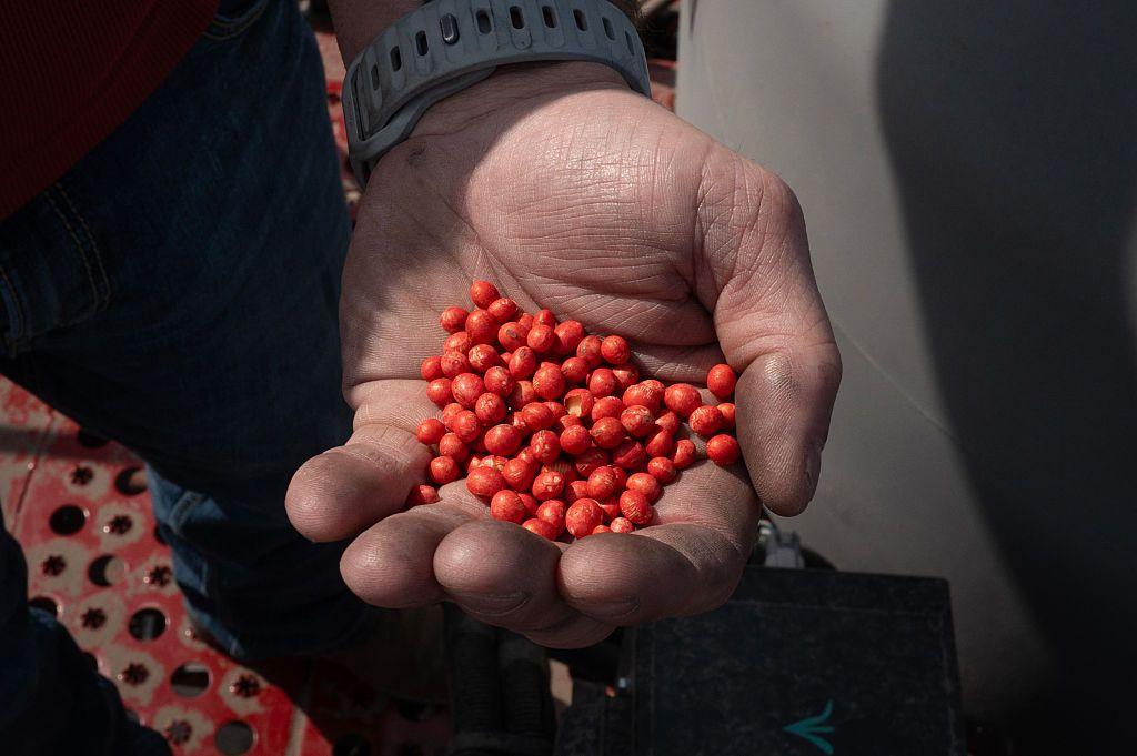 在伊利諾州，一位美國農民查看大豆種子，圖為他手中的種子