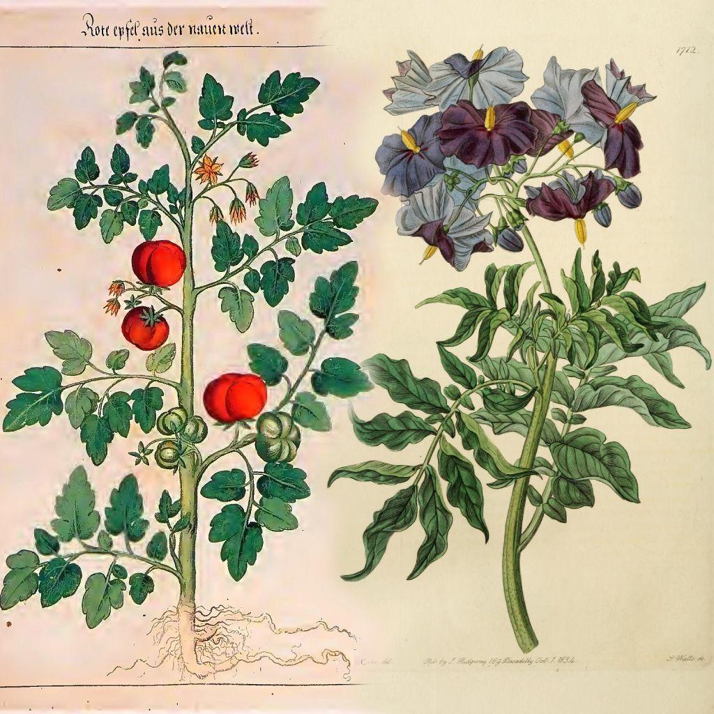 Ilustraciones antiguas de las plantas de tomate y etuberosum