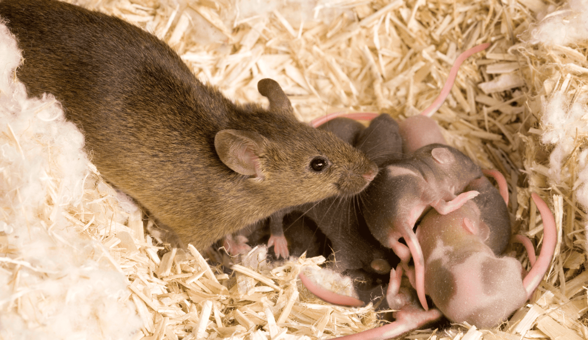 Um rato com sua ninhada em um ninho.