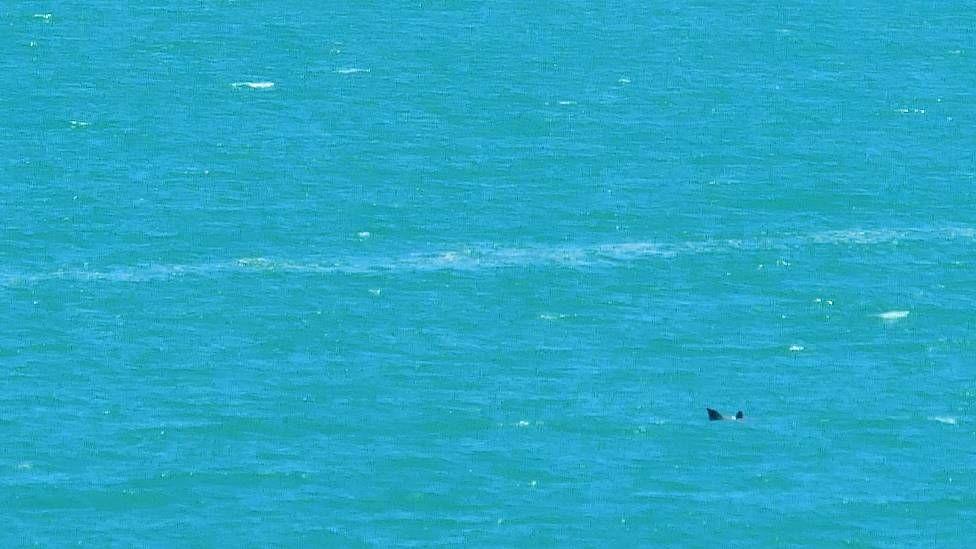 Una vaquita junto a su cría avistada en 2025.