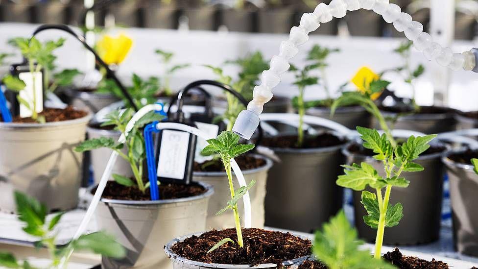Plantas en macetas monitoreadas por cámaras y sensores