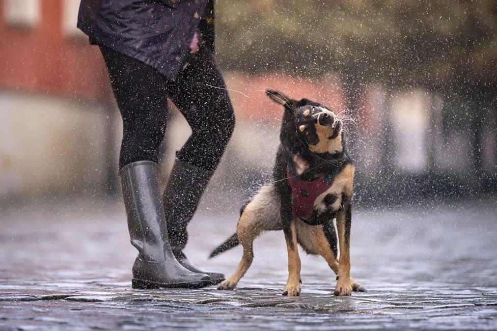 Rain