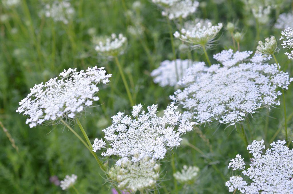 Flores blancas pequeñas agrupadas.