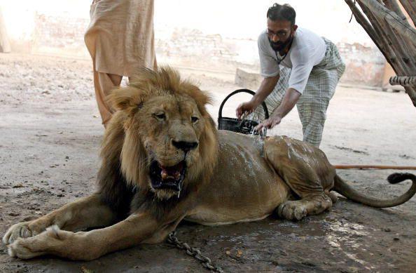 Lion