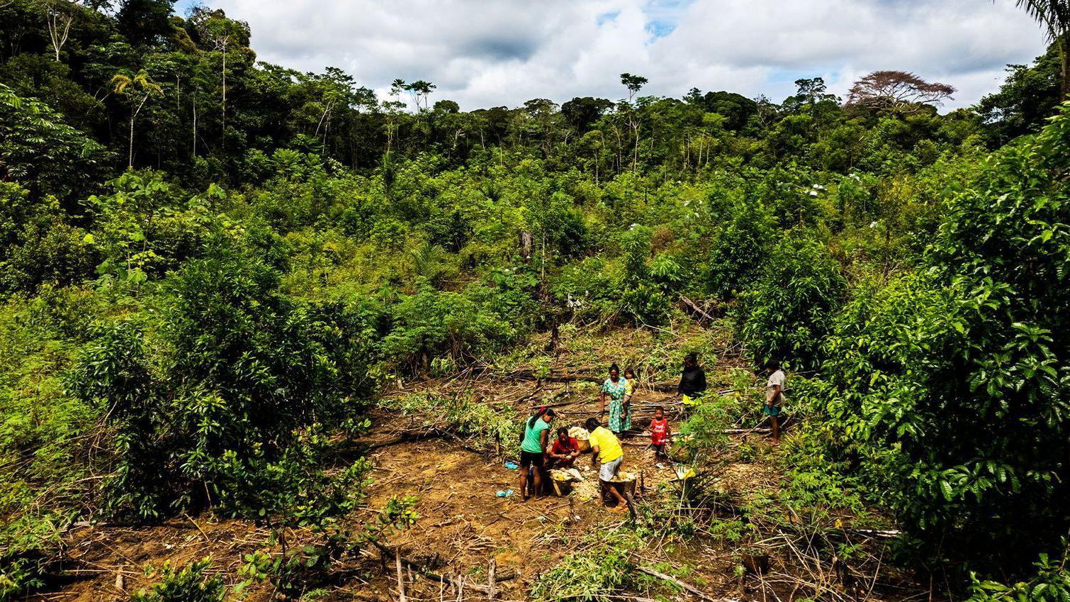 Una familia desbroza una parte del bosque para cultivar en la Amazonía