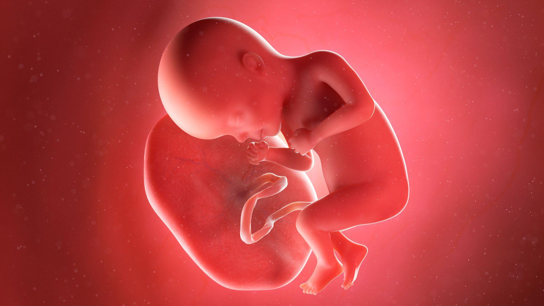 Ilustración de un feto unido por el cordón umbilical a una placenta.