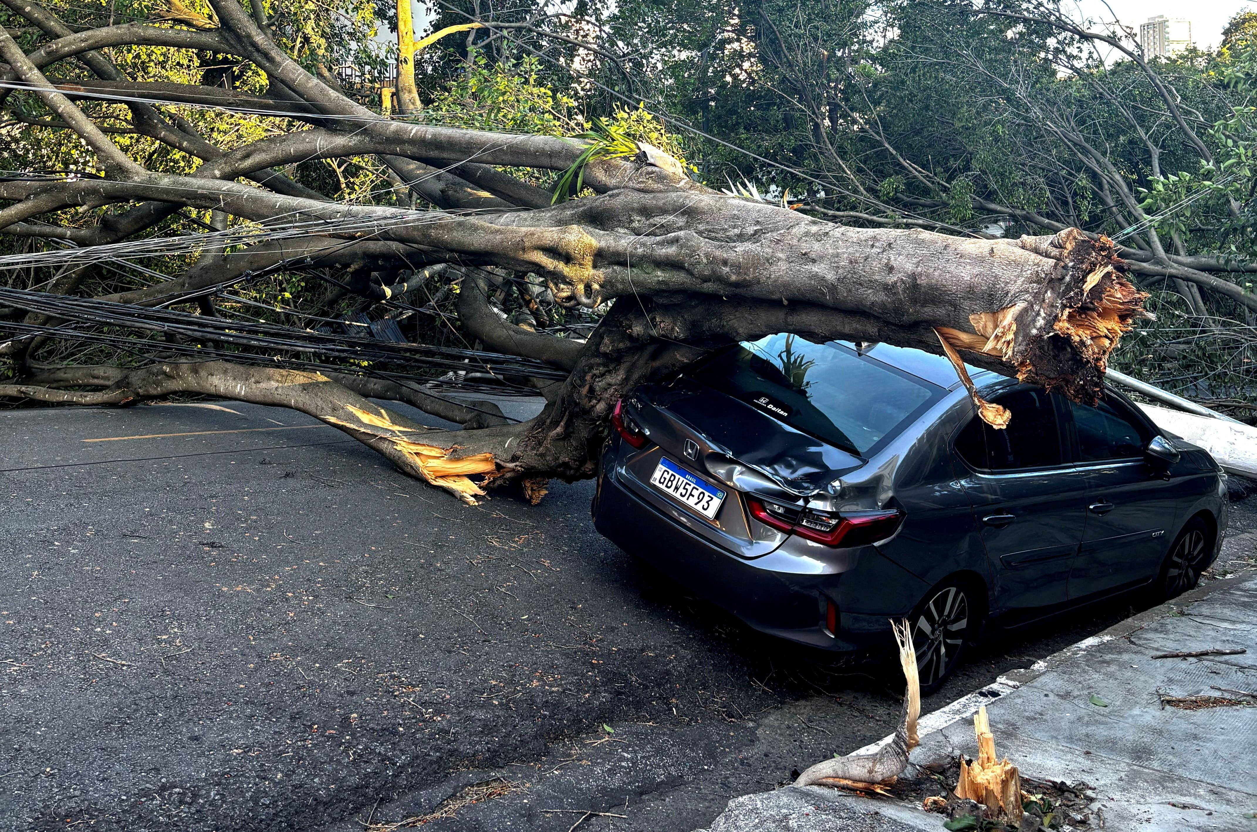 Grande árvore caída sobre carro