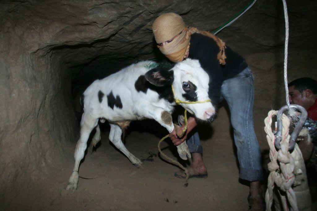 رجل يمسك بقرة ويظهر أنه يجرها داخل نفق