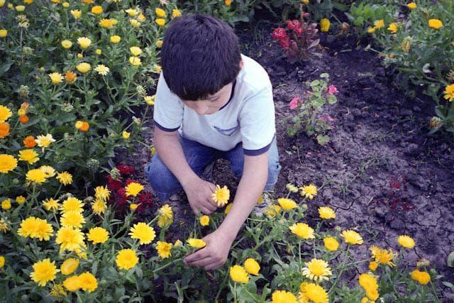Joaquín se agacha en un jardín para tomar una flor amarilla entre sus dedos.