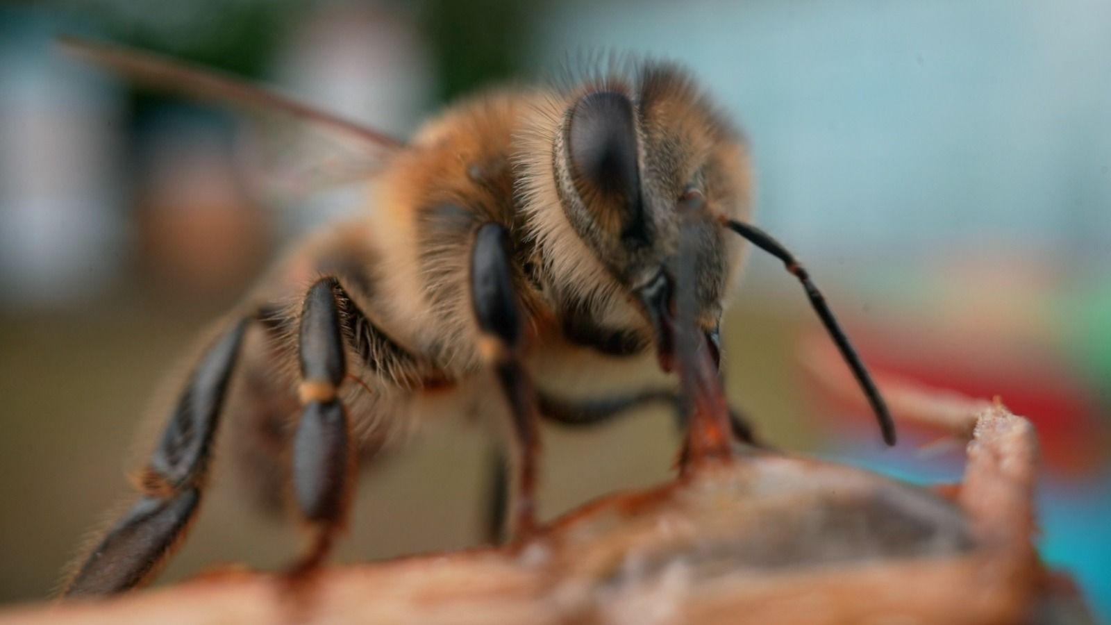 Scientists make superfood that could save honeybees