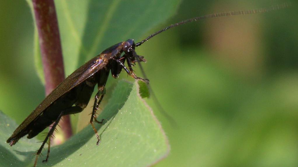 دنیا میں کاکروچ کی 4500 سے زائد اقسام پائی جاتی ہیں 