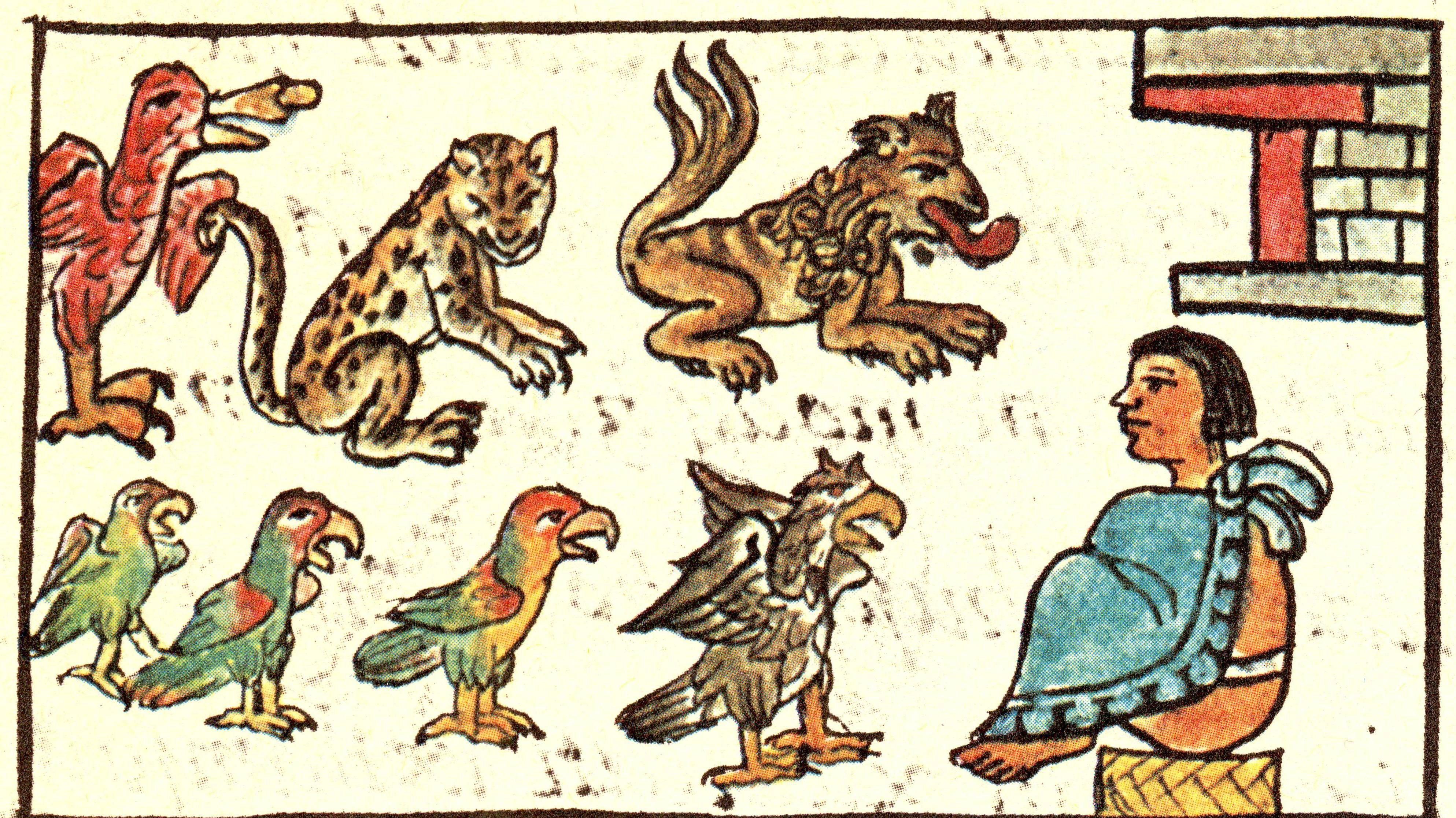 Una representación en el Códice Florentino de animales y un hombre en la época de los mexicas 