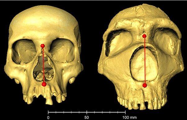 Imágenes 3D de dos cráneos, el de la izquierda es de un humano moderno (nativo-americano) y tiene una raya roja que muestra la altura de la nariz un poco más corta que el cráneo de la derecha, de un neandertal, que también tiene una raya roja un poco más larga