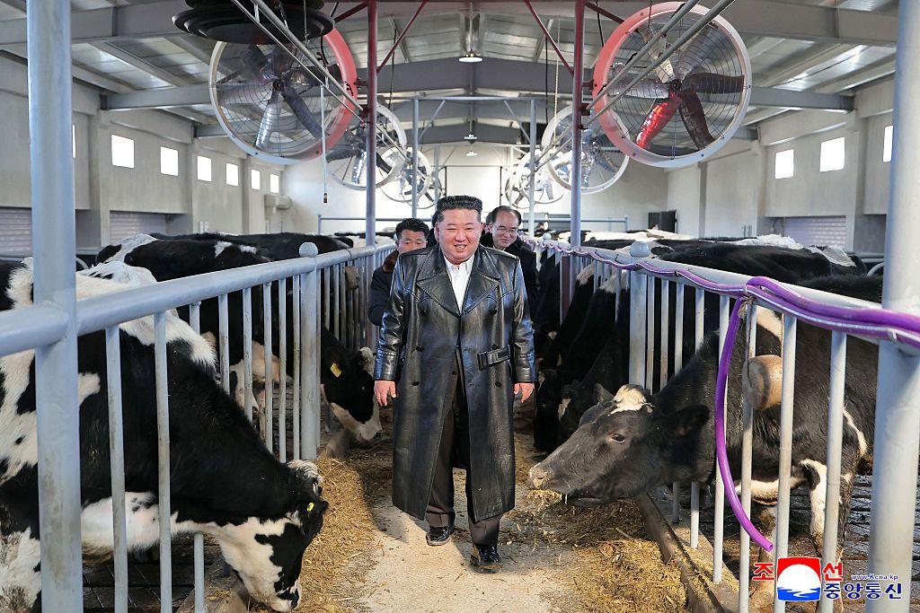 Kim Jong-un camina sonriente entre vacas en un establo. Le siguen dos hombres. 