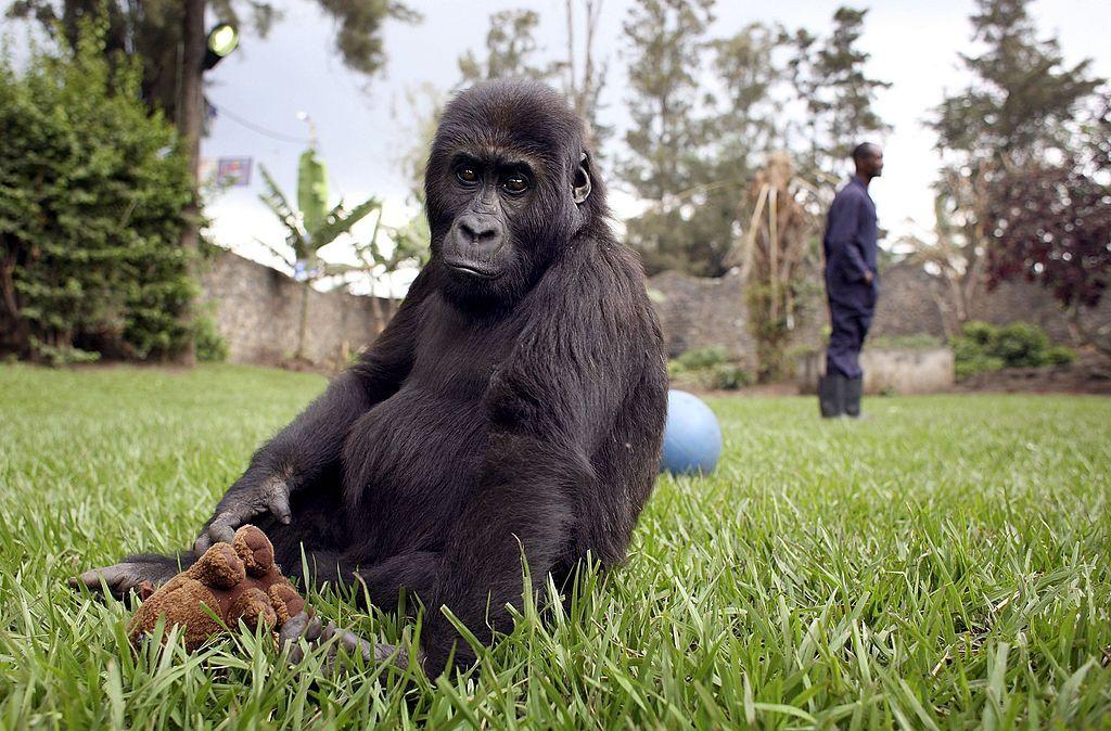 Un bebé gorila en un refugio