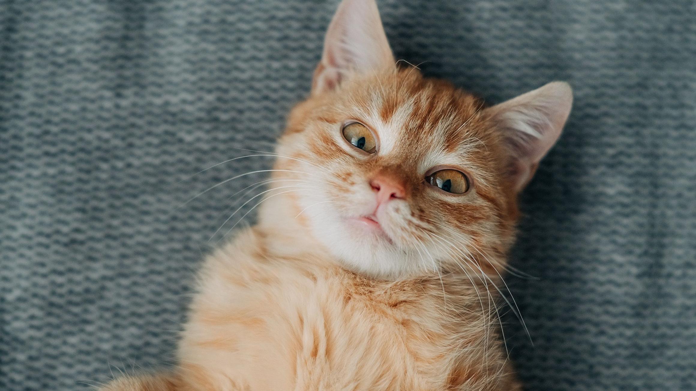 Decades-long mystery of ginger cats revealed