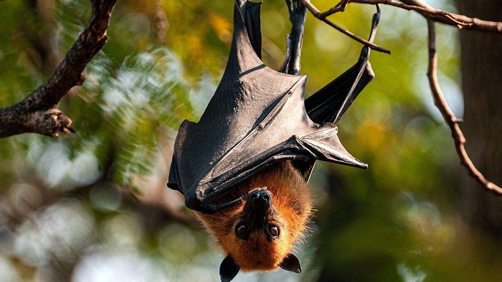 Canadian boy, 11, dies of rabies after waking to bat on his face