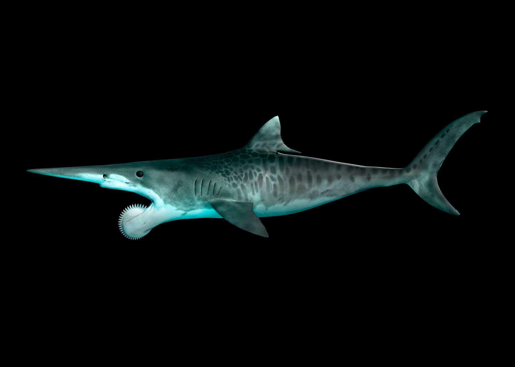 Una ilustración 3D de helicoprion.