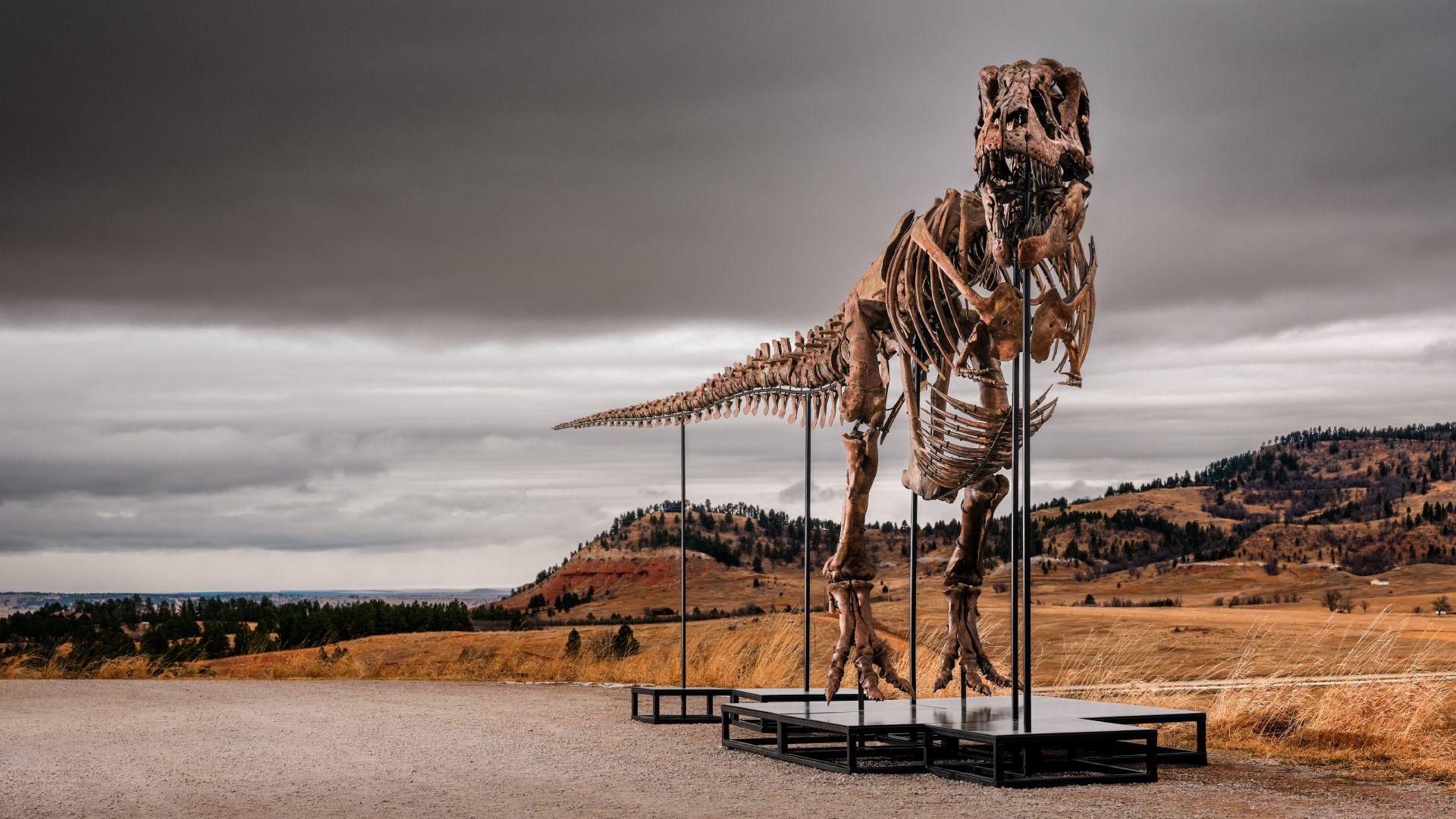 Da li bi ovaj tiranosaurus reks mogao da postane najskuplji dinosaurus na svetu 1 skelet T reksa stoji na platformi na putu