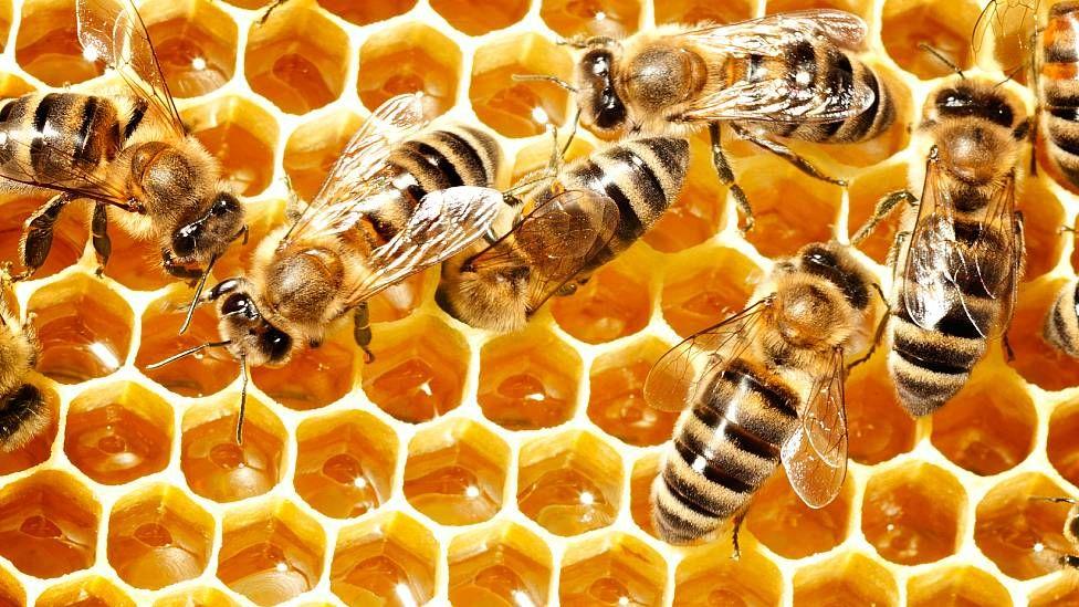Abejas depositando miel en las celdas de un panal