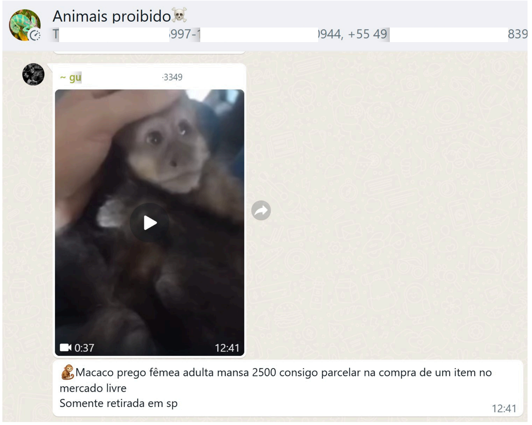 Anúncio de macaco prego em grupo no Whatsapp