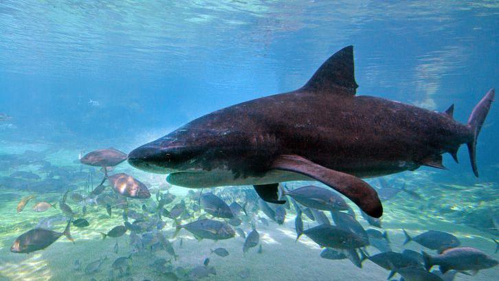 Un tiburón toro en las playas de australia. Está rodeado de pesces. Es de color oscuro y tiene su parte inferior blanca. 