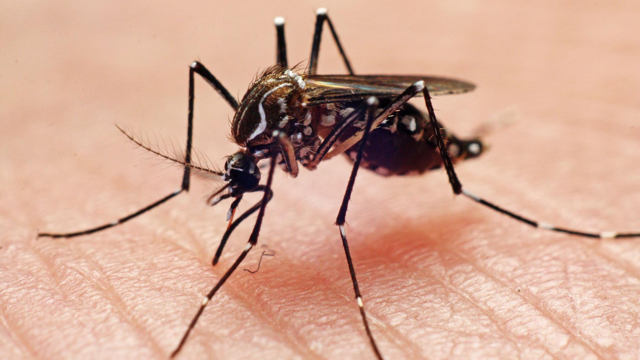 Um mosquito aedes aegypti, com o corpo preto e pintas brancas pelo corpo, em uma foto bem próxima sobre uma pele.