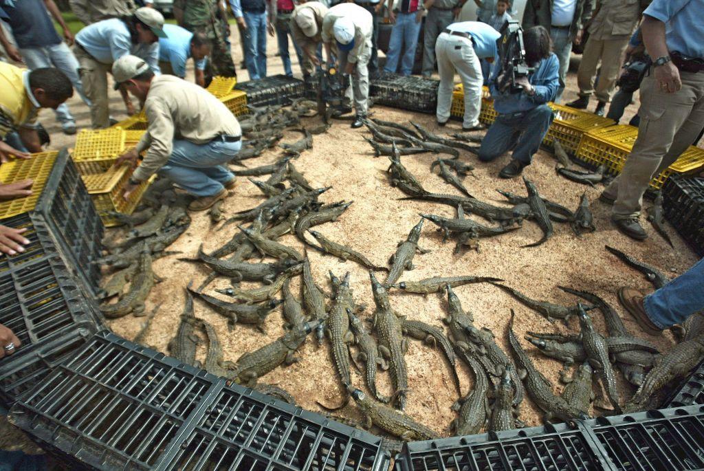 Un grupo de crías de caimán a punto de ser liberadas en 2004.
