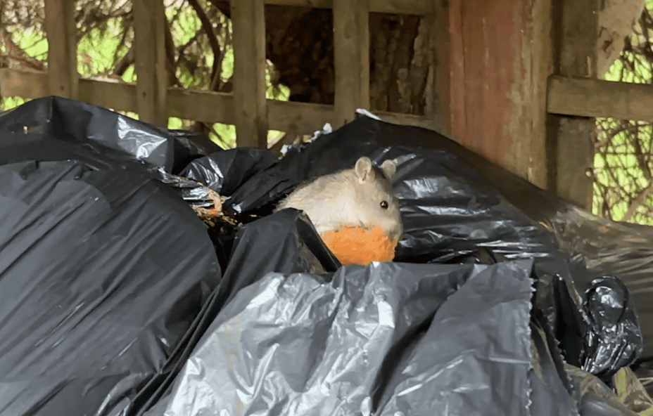 Um rato entre os lixos come restos de comida