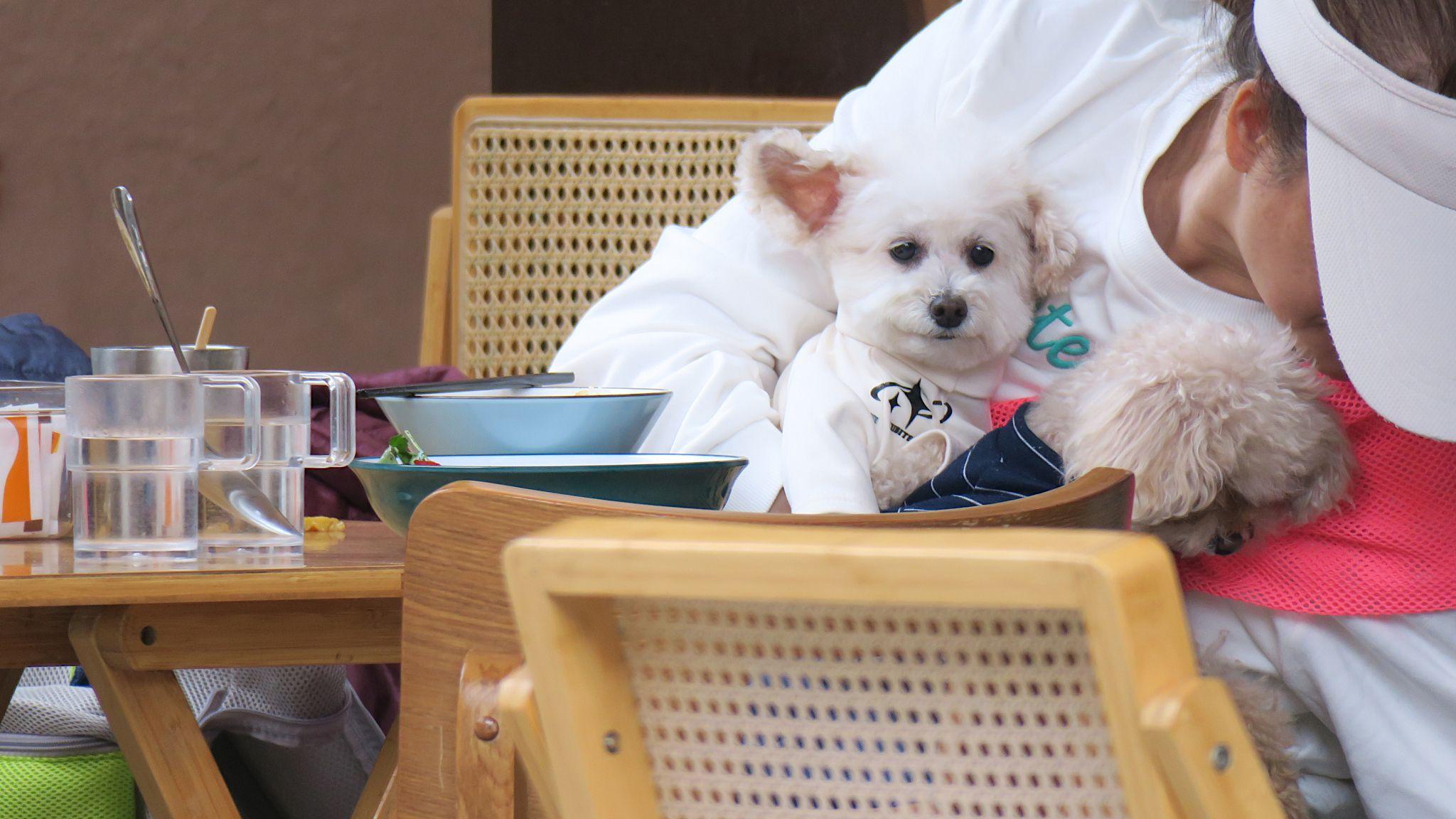 一隻白色寵物犬在年長女飼主懷裏瞧著遠方，他們正坐在香港元朗一家地方食店門前的露天餐桌，飼主正在用餐（7/2/2026）