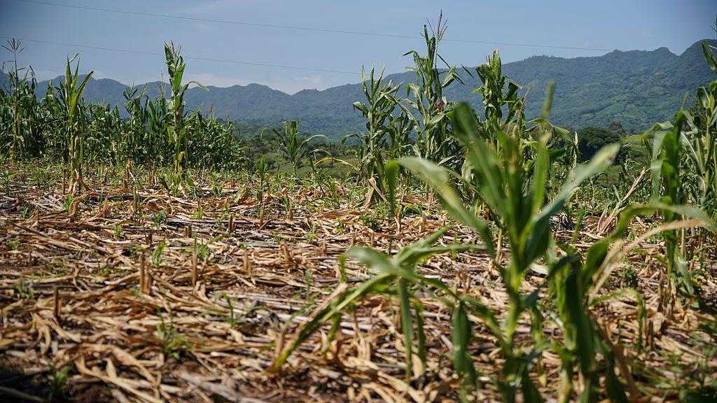 Un campo en Guatemala con cultivos secos