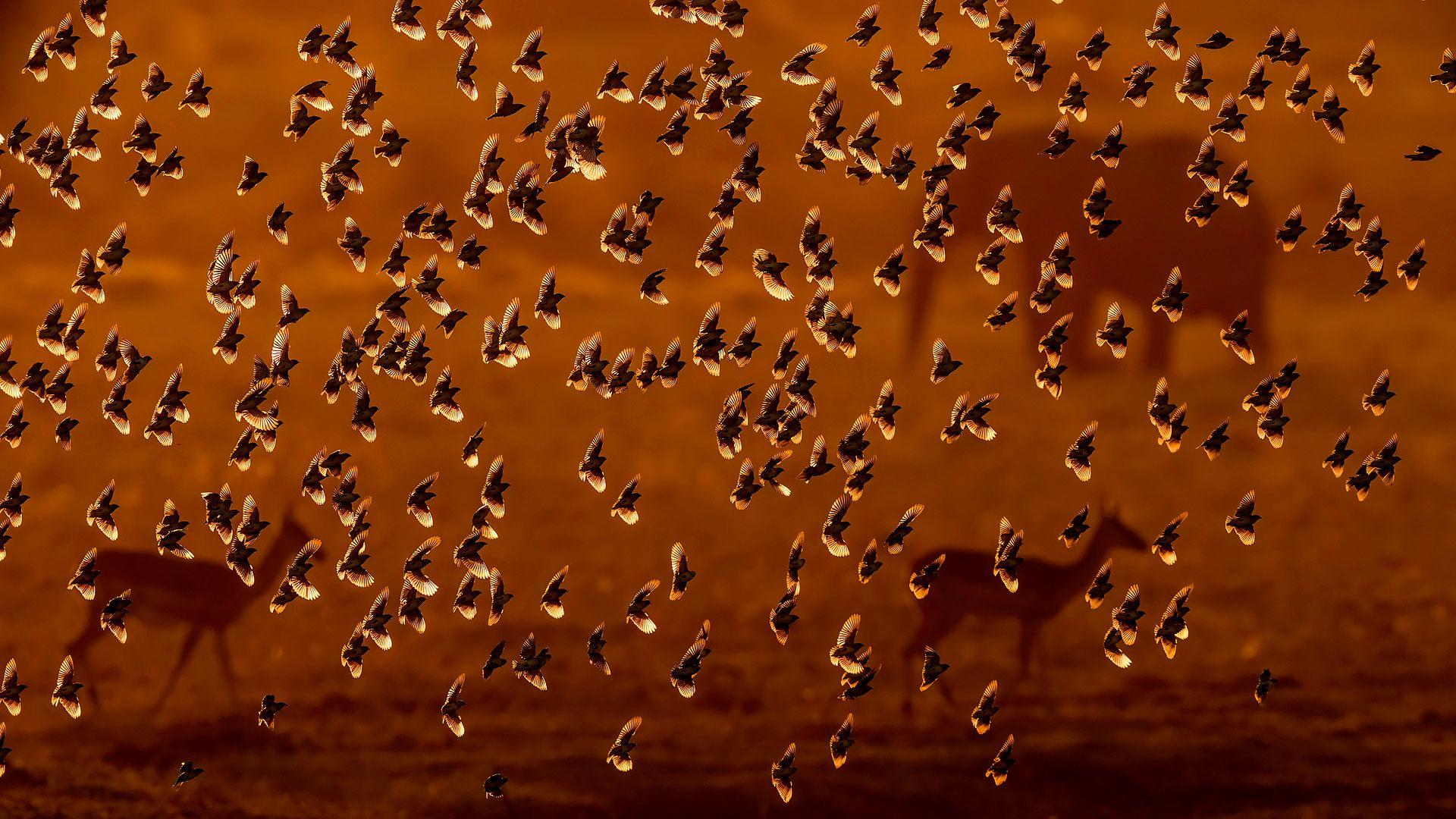 Una inmensa bandada de pájaros llena el aire, sus oscuras siluetas ondeando contra un cálido cielo dorado. A través de la bruma en la parte inferior de la imagen, se distinguen las siluetas de animales con forma de ciervo.