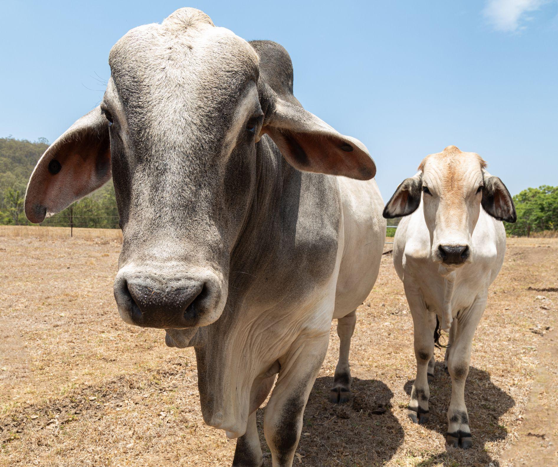 Dos vacas cebú de frente a la cámara