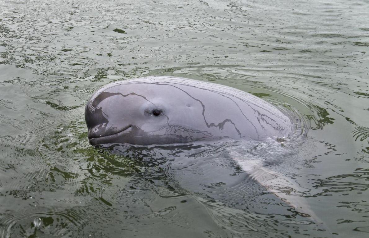 Jangceanska rečna svinja bez peraja izbacila glavu iznad vode