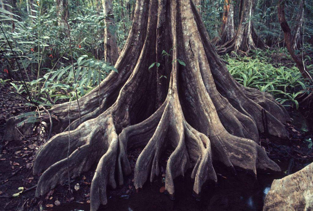 Las enormes raíces de un árbol en el Parque Nacional Corcovado