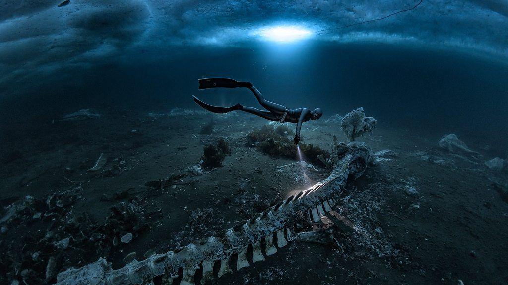 Foto de cadáveres de ballenas bajo el mar