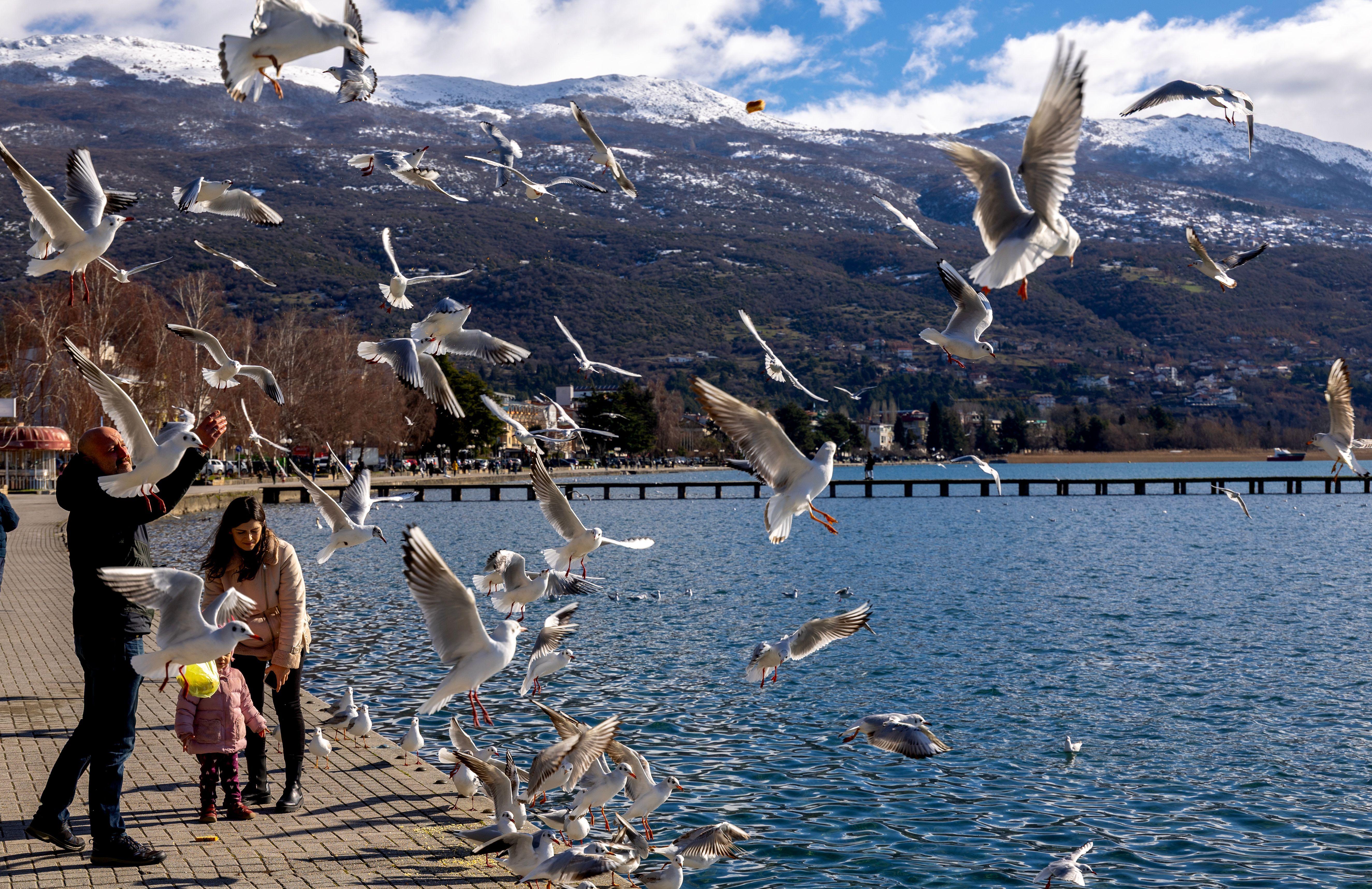 ohrid, ohridsko jezero, ljudi hrane ptice na obali ohridskog jezera