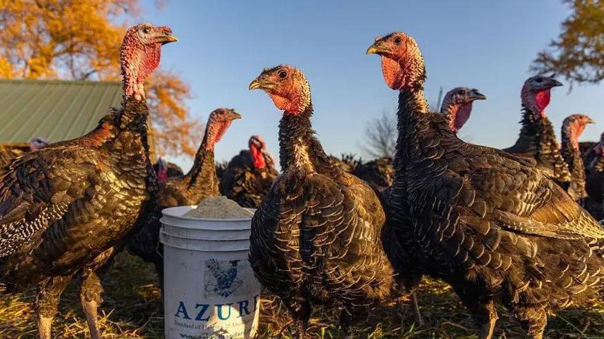 ما السيناريو المحتمل لتفشي إنفلونزا الطيور بين البشر؟ 