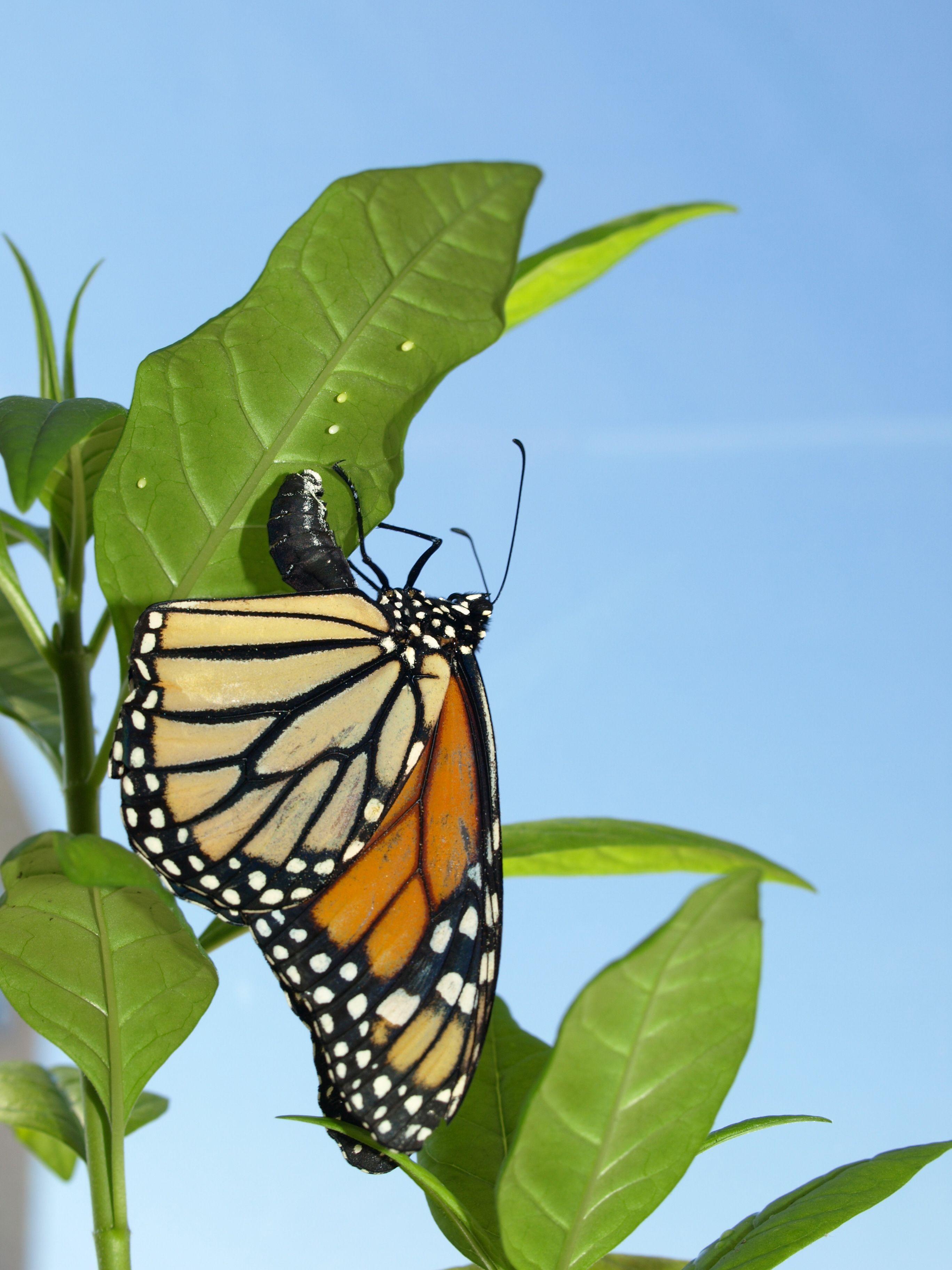 Mariposa monarca poniendo huevos en una planta de algodoncillo medicinal.