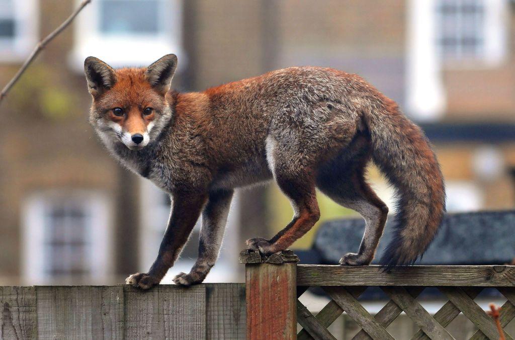 Un zorro urbano sobre una verja de madera