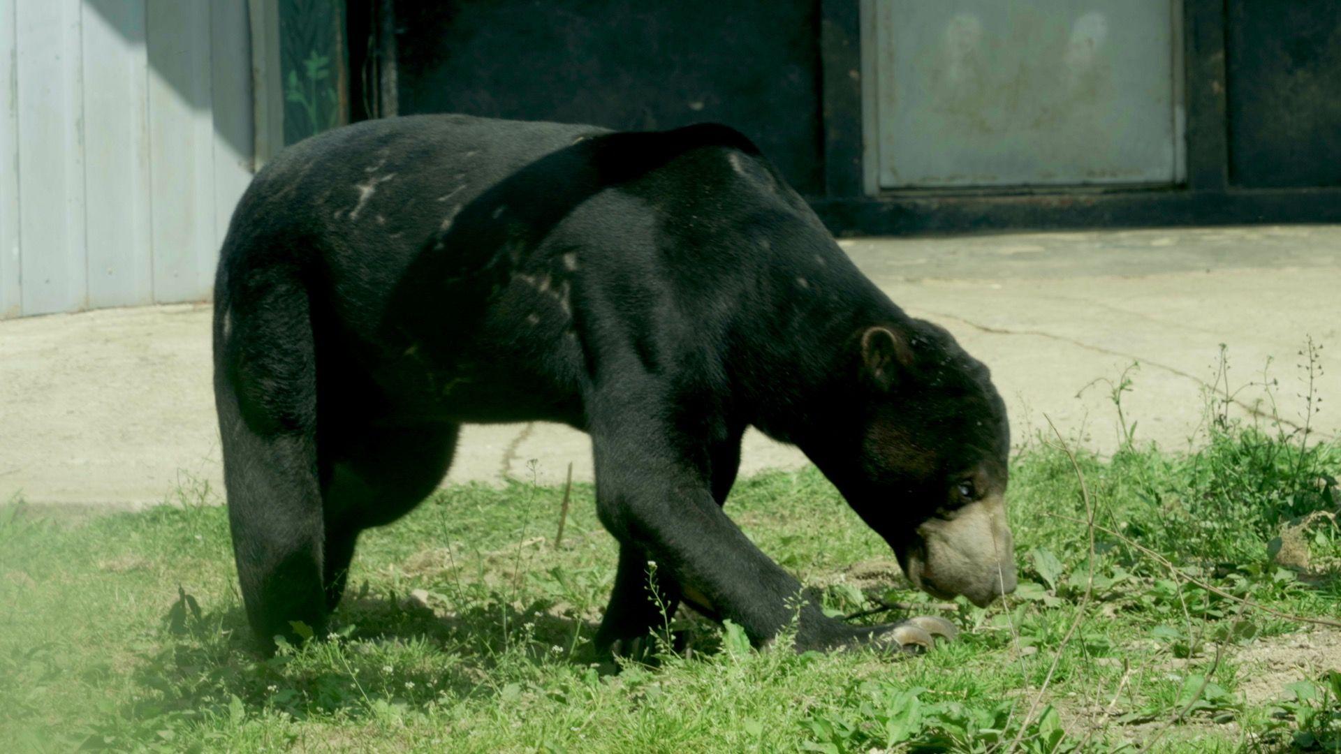 '꼬마'가 고개를 숙여 풀 냄새를 맡고 있다