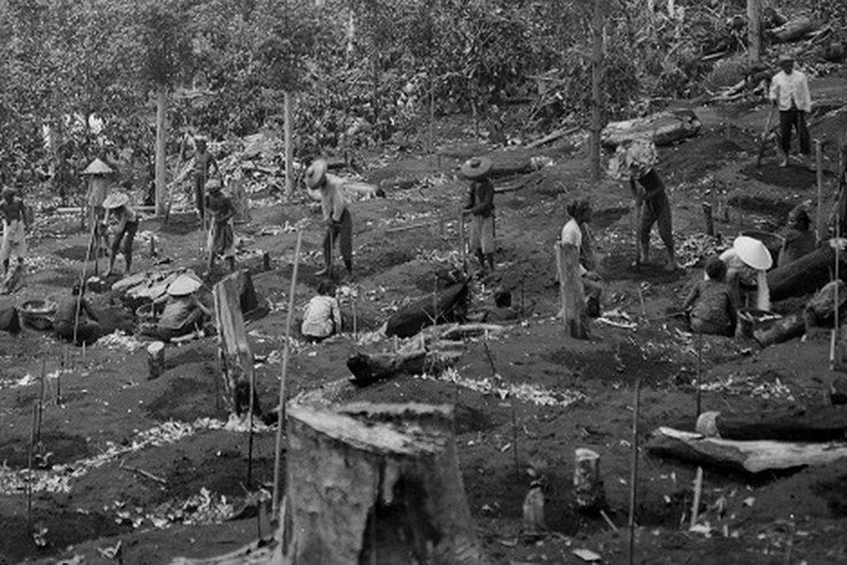 Pembukaan perkebunan di kawasan Priangan sekitar tahun 1907-1937. Era budidaya tanaman kopi berdasarkan kerja paksa dimulai di Priangan pada awal abad ke-19. Konsep ini disebut Preangerstelsel.